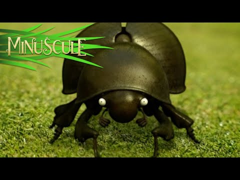 Minuscule - Bouse au Carré/Dung Beetle Blues (season 1)