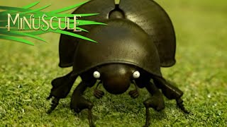 Minuscule - Bouse au Carré/Dung Beetle Blues (season 1)