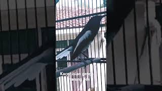 Download lagu Kacer isian gereja tarung . #burung #burungkacer #kicaumania mp3 Download lagu Kacer isian gereja tarung . #burung #burungkacer #kicaumania mp3