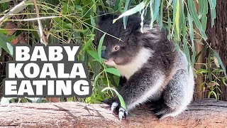 Cute Baby Koala Eating Two Feet From Me - Rare Sight