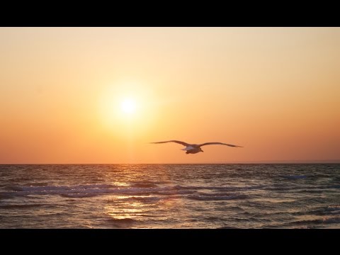 Music for Sleeping, Soothing Music, Stress Relief, Go to Sleep, Background Music, 8 Hours, ☯635