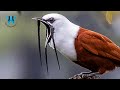 Meet One Of The Loudest Birds In The World (Three-wattled Bellbird)