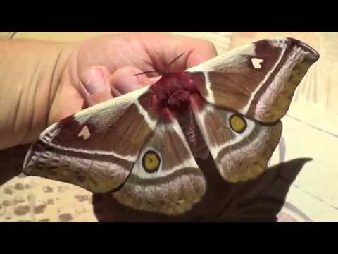 COOL GIANT MOTH! Bunaea alcinoe (Cabbage tree emperor)