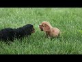 Cavalier King Charles Spaniel dogs for sale: Mocha 🐶✨ - Video 1