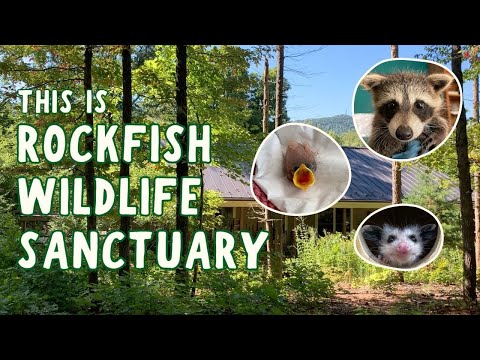 Give Orphaned and Injured Wildlife a Second Chance