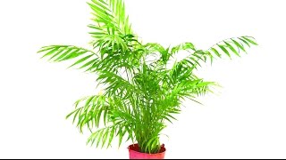 How To Tidy Up A Parlour Palm