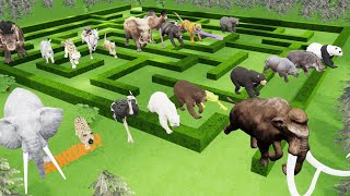 Maze Madness Race 23 Wild Animals, which is the fastest animal?