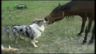 animale animale pupici