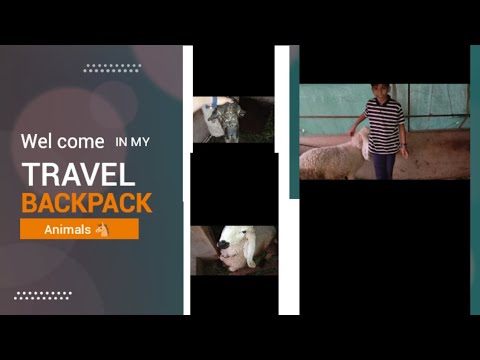 Animals cattle farm | Ayan | editing | Muhammad Munib | welcome all subscribers