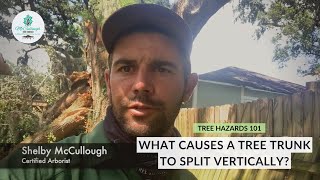 Tree Hazards 101 – Split Trunk Trees | What Causes a Tree Trunk To Split Vertically?