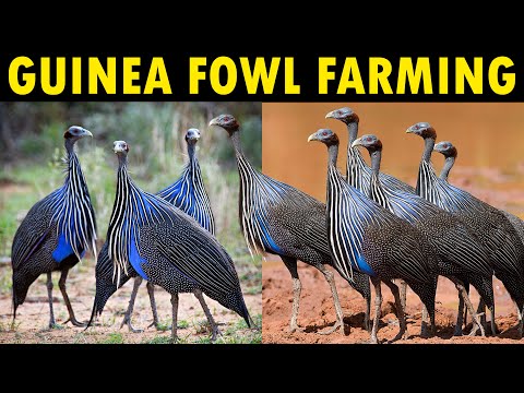 , title : 'Guinea Fowl Farming - Business Starting Plan For Beginners | Raising Guinea Fowl'