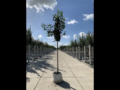 Ginkgo biloba | Fächerblattbaum