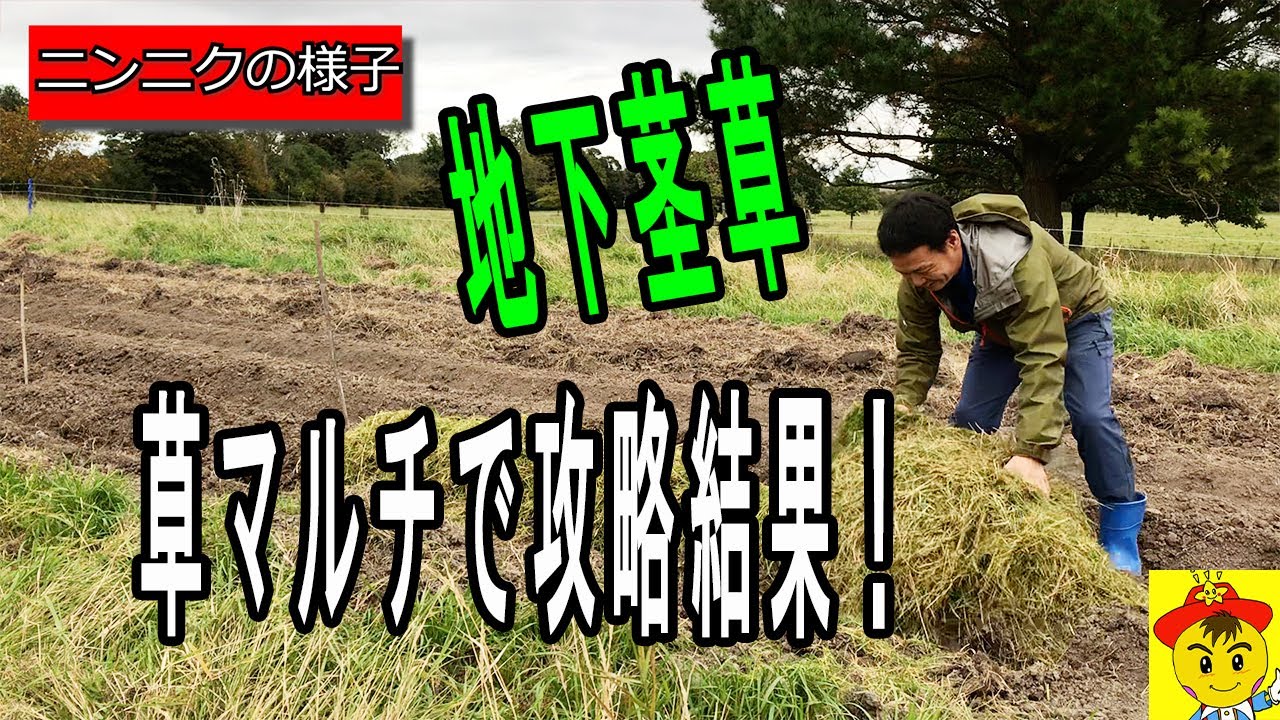 自然栽培における草マルチの活用と温床づくり、アブラナ科の交配を防ぐ種取りの技術