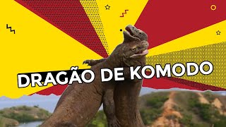 Dragão de komodo