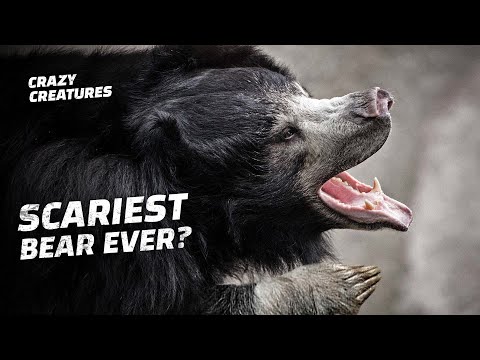This Is the World’s Deadliest Bear