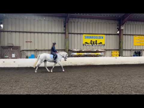6 year old grey mare super all-rounder - Image 2