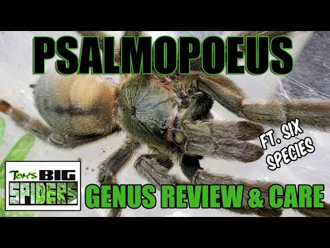 Psalmopoeus Genus Review and Care