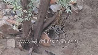 Female leopard flicks her tail curling it up expre
