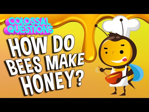 How Do Bees Make Honey? | COLOSSAL QUESTIONS