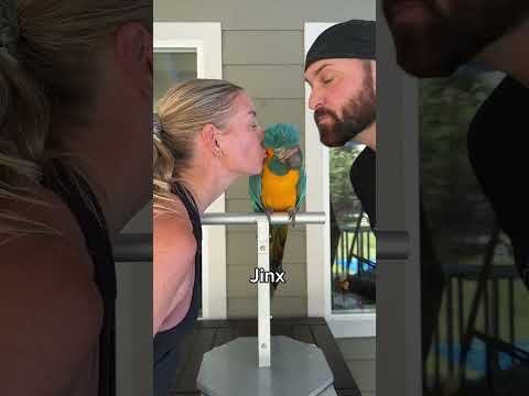 Smooching Our BIRDS 💋 #parrots #birds #funny #smooches
