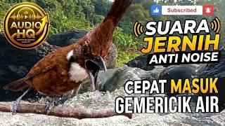 Download lagu Kualitas HD audio Hi-Res : Masteran CILILIN Super Jernih untuk Murai Batu mp3