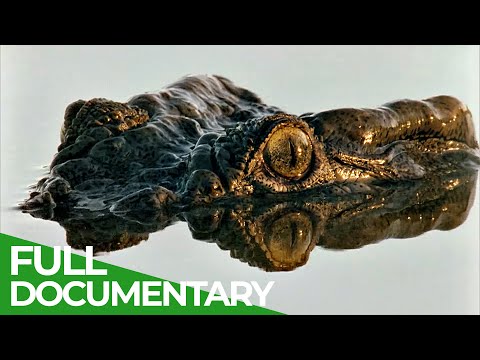 Survival of the Fittest | Race of Life | Episode 1 | Free Documentary Nature