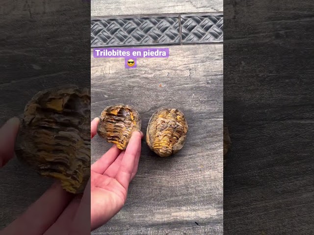 Vídeo relacionado con DECOMELODY 2 Piezas De Muestra Fósil De Trilobite Natural Para Enseñanza y Decoración, Especímenes Paleontológicos Didácticos Para Prácticas Docentes y Coleccionismo Educativo