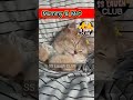 Me & 2 minute🤣 #funnyvideo😅 #voiceover #comedy #funnydubbing #shorts #ssdubclub #viral #mummy #sleep