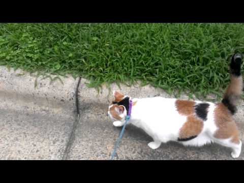 Spaz the cat walking home