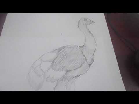 Ostrich vs titanis walleri