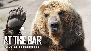 Beware The Bear - At The Bar (LIVE at Crossroads)