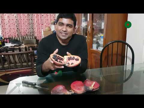 বাক্স বাদাম/জংলি কাঠবাদামঃ Bastard Poon