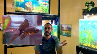 حرارة الصيف الشديدة وتأثيرها علي احواض السمك🌡️