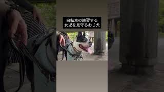 人間だったらちょっと、アウト #ボストンテリア