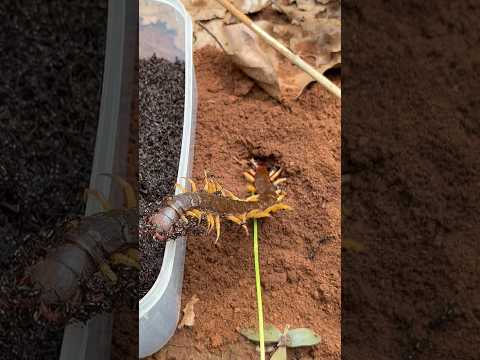 Fire Ants vs Underground Centipede 🐜🦂