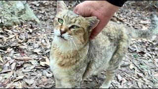 散歩に出かける前からおしゃべり弾むかわいい猫モナカ