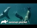 Steve Irwin Swims With The Seals The Crocodile Hunter Animal Planet