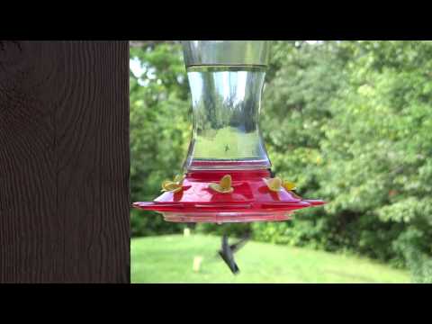 Hummingbird Migration Feeding Frenzy-11Aug2016