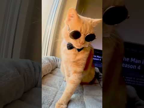 ##MUNIR #cat  #VIRAL #FYP