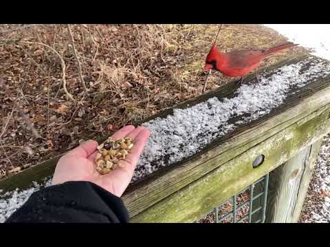 Hand-feeding Birds in Slow Mo - Northern Cardinal, Tufted Titmice