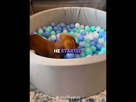 This Puppy Got His Own Private Ball Pit 🥺❤️ #shorts