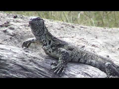 Monitor Lizard up close and personal - 05/23/18