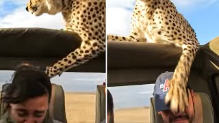 Leopard Shows Why Safari Tours Should be ILLEGAL...