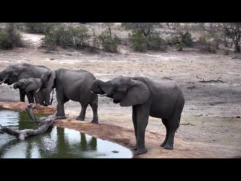 Djuma: Small Elephant herd come for a drink - 17:09 - 10/31/18