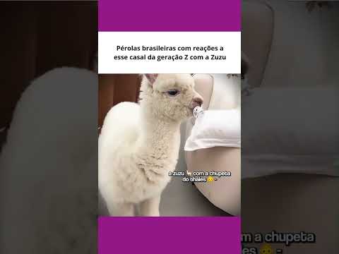 Pérolas brasileiras com reações a esse casal da geração Z com a Zuzu