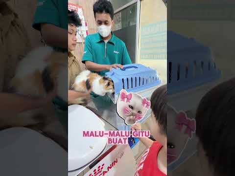 Bawa kucing ke dokter #mamoysalwa