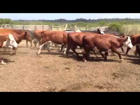 Fwd: 90 novillos + de 3