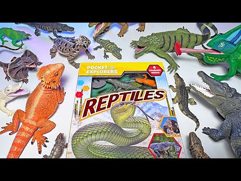 Reptiles, Crocodile, Alligator, Caiman, Chameleon, Bearded Dragon, Komodo Dragon, Iguana, Gecko