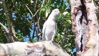 2015-09-27 Cockatoos, Jabiru, Kakadu