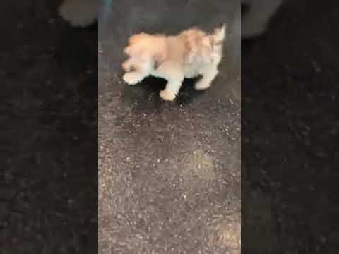 Cletus - yorkipoo puppy for sale